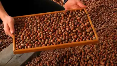 Türkiye'den 2,3 Milyar Dolarlık Fındık İhracatı