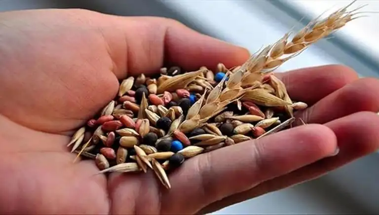 14 Tohum Şirketine Rekabet Soruşturması Başladı